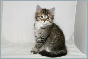 Male Siberian Kitten from Deedlebug Siberians